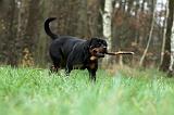 ROTTWEILER 444